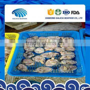 high quality frozen giant size clam with good services