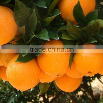 Fresh Gannan Navel Orange, best quality China Navel Orange