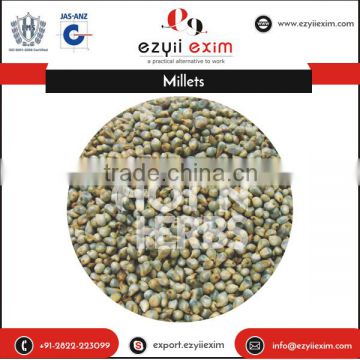 Enhanced Quality High Demanded Clean Green Millet from Authentic Dealer