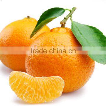 High quality Canned Madarin Orange in syrup 2015