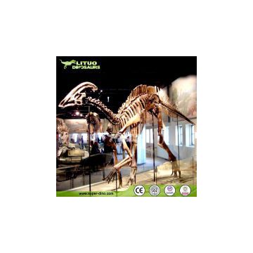 Life Size Dinosaur Skeleton for Museum Exhibit