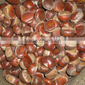 the new crop chestnut