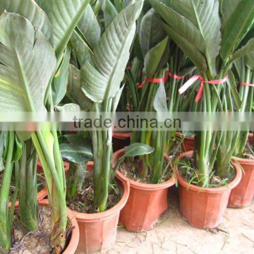 Strelitzia reginae indoor plants