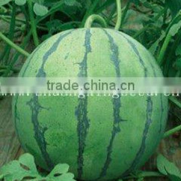 tunnel film chinese spherical shape early mature watermelon seeds