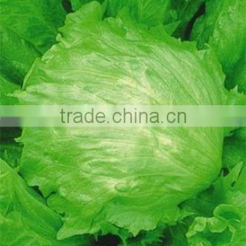 Chinese vegetable hybrid purple red Lettuce seed for growing-King 101