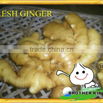 new crop China fresh ginger from fty
