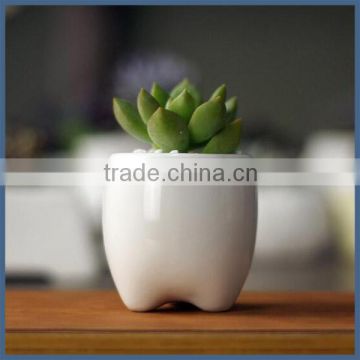 Cute mini tooth shape porcelain succulent planter pots