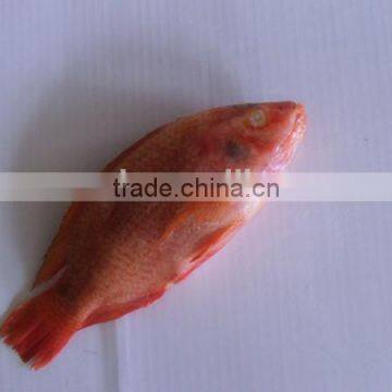 Chinese Whole Round Red Tilapia Fish