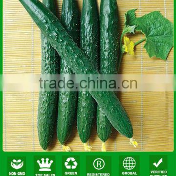 ACU011 Jianbao good heat resistance long cucumber seeds for planting