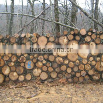 OAK wood