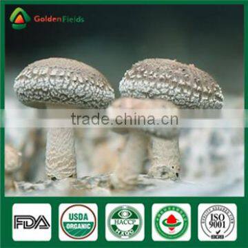 China Supplier Market Price Shitake Mushroom Spawn Bag Log Mycelium Growing Kit