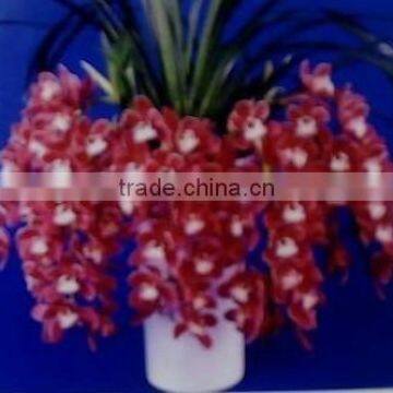 Cymbidium hybridum faberi Red Flower(droop chlorophytum comosum)