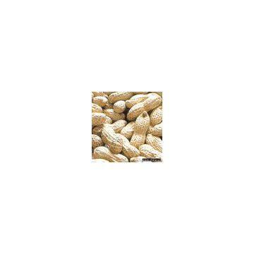 Sell Blanched Peanut Kernel