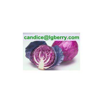 High quality red cabbage extract /anthocyanin