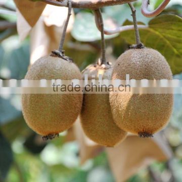 hayward kiwifruit