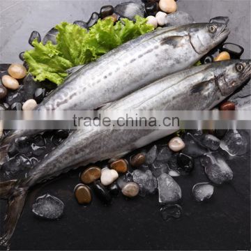 Frozen seerfishes for sale