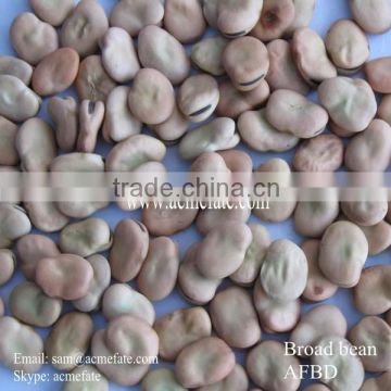 iqf horse beans new crop health food