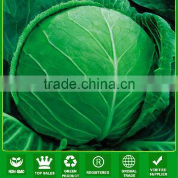 JC54 Jingan 55 days high disease resistant hybrid cabbage seeds f1