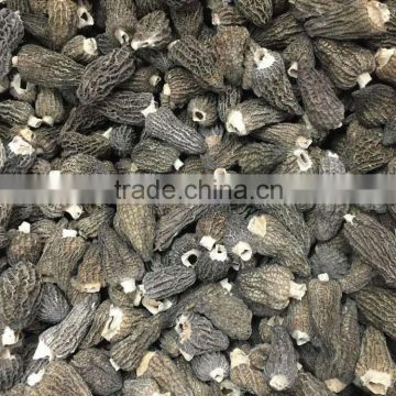 market price of Morchella, Morchella mushroom from yunnan