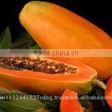fresh papya exporters in india/fruits export/raw papaya