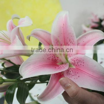 Colorful best selling high quality flowers liliess