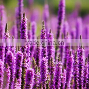 factory wholesale Lavender Essential Oil 100% Natural