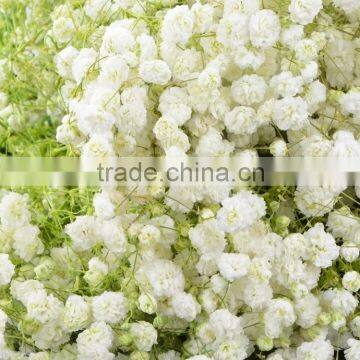 Love theme hot sale gifts decoration wedding fresh gypsophila