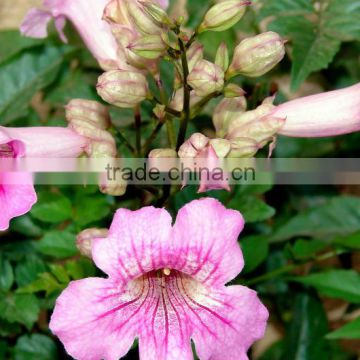 Tecoma rosea (Tecoma Climber Pink, Rosy Trumpet Tree)