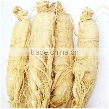 Radix Ginseng