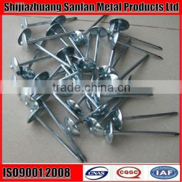 BWG8x2.5 inch roofing nails with umberella head
