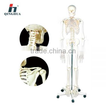 human skeleton model 170cm labrotory appliance