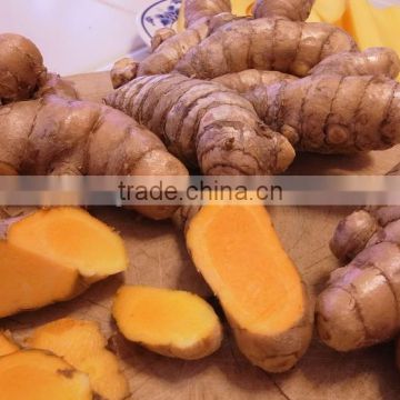 Best price Fresh Turmeric Root from Vietnam