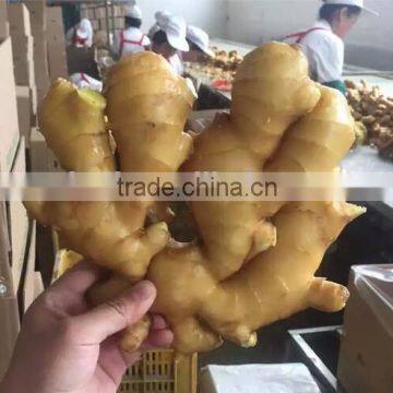 Market Price of fresh ginger