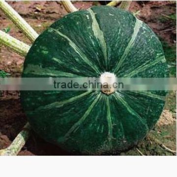 Chestnut No.1 dark green skin thick oval shape hybrid pumpkin seeds