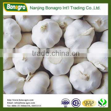 Garlic White color China origin