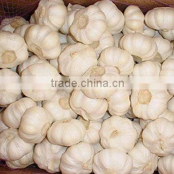 china garlic