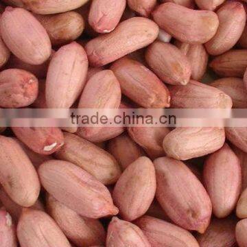 chinese factory peanut kernels & blanched peanut kernels