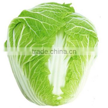 MCC05 Ganfu 50 days heat resistant f1 hybrid chinese cabbage seeds, Chinese vegetable seeds