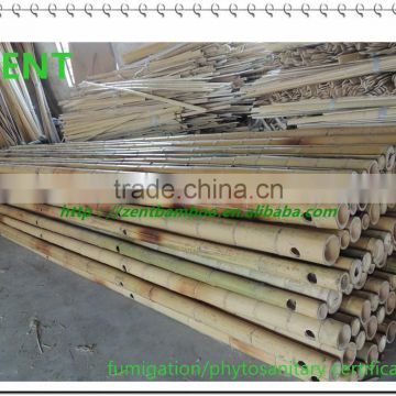 ZENT-172 Moso bamboo poles