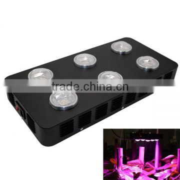 Spider 6 COB LED grow light 540W compare with HID power bloom plus mimics the noon day sun