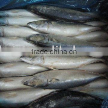 frozen fresh mackerel (300-500g)