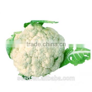 white cauliflower seeds SXCa No.3