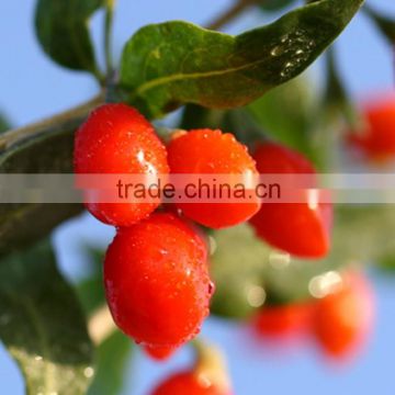 Ningxia Zhongning Nutritious Dried Goji berries Goji berry dried fruit Dried wolfberry Chinese wolfberry dried Gojihome