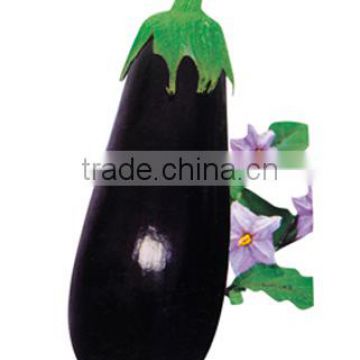 Long Eggplant Brinjal Seed Serrima