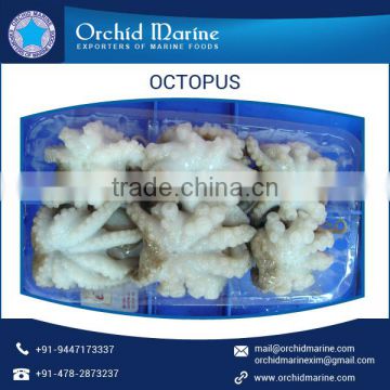 Wholesale Supplier of Frozen Dried Octopus at Cheap Price