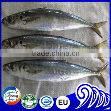 Frozen Fish SeaFood Round Scad Whole Round For Sale