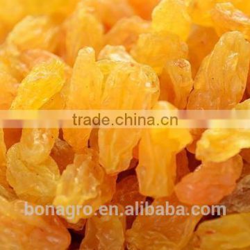 Chinese xinjiang golden raisin