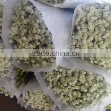Factory manufacture newest supply gypsophila flower