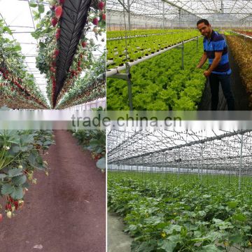 Efficient Solar Energy Powered Greenhouses and Hydroponics NFT Tomato Lettuce