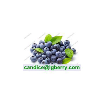 Blueberry P.E /Anthocyanin 5%-70%/wild blueberry